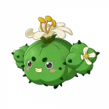 蹦蹦草（象牙球形态）